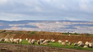 Schafe grasen in der Nähe des Braunkohle-Abbaugebietes 