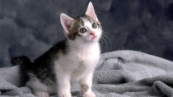 Erste geklonte Katze "Copy Cat" in den USA
