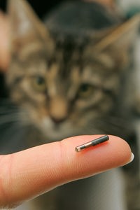 Finger zeigt einen Mini-Mikrochip, im Hintergrund eine Katze
