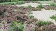 Heidekraut wächst zwischen Sand- und Grasflächen in rötlich, grünen Tönen