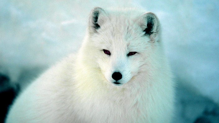 Tiere der Arktis - Polarfuchs