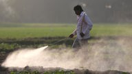 Ein indischer Farmer versprüht Pestizide auf einem Feld.