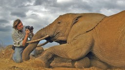 Ein liegender Elefant wird von einem Tierfilmer aus nächster Nähe fotografiert.