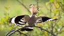 Ein Wiedehopf sitzt mit ausgebreiteten Flügeln auf einem Ast.