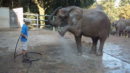 Ein junge Frau wäscht mit einem Schlauch einen Elefanten im Zoo