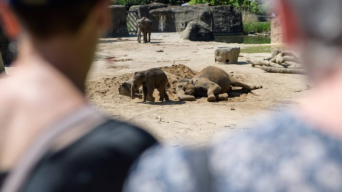 Zwei junge Elefanten spielen im Sand, im Vordergrund zwei Besucher