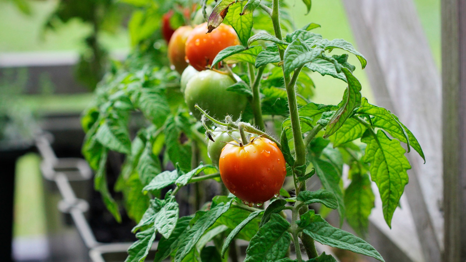 Tipps Zur Pflege Von Tomaten Hier Und Heute Fernsehen Wdr