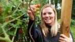  Annika Ahlers pflückt Tomaten. 