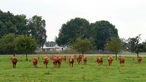 Kühe grasen vor dem Hof der Engels.