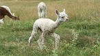Baby-Alpaka auf Weide