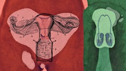 Illustration: männlicher und weiblicher Unterleib