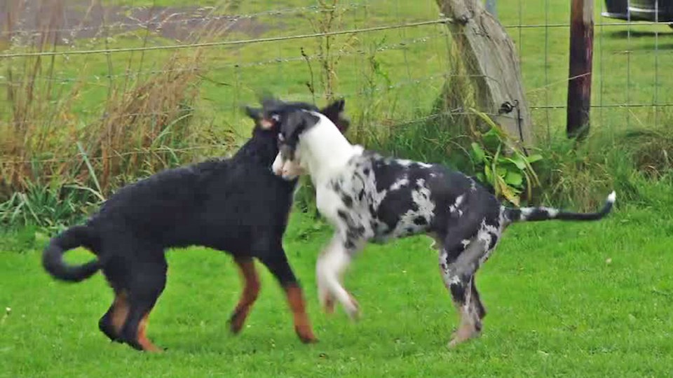 Erziehung muss ein Hund zur Schule? Quarks Fernsehen WDR