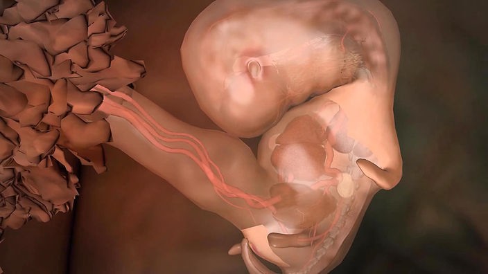 Illustration: Embryo