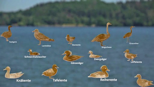 Illustration mit Vögeln des Möhnesees