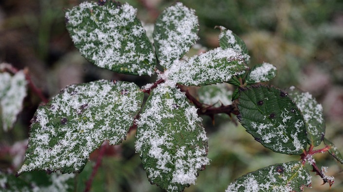 Beste Boden Abdecken Garten