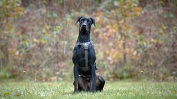 Großer schlanker Hund mit schwarzem Fell sitzt auf einer Wiese und schaut in Richtung Kamera 