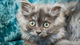 Graue langhaarige Katze, ein blauer Hintergrund 