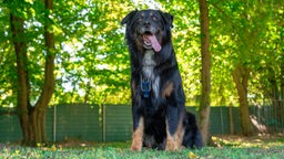 Schwarz-brauner großer Hund mit langem Fell sitzt hechelnd in einem Garten  