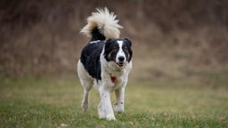 Ein schwarz-weißer Hund läuft über eine Wiese