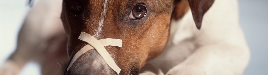 Aufnahme von Hund mit Pflaster auf der Nase in X Form
