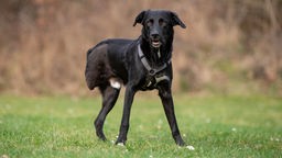 Ein schwarzer Hund mit drei Beinen steht auf einer Wiese