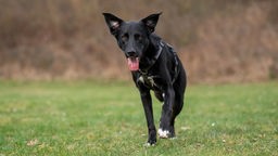 Ein schwarzer dreibeiniger Hund läuft hechelnd über eine Wiese