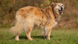 Ein großer beige-brauner Hund mit langem Fell steht seitlich auf einer Wiese