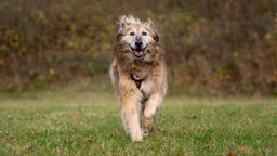 Ein großer beige-brauner Hund mit langem Fell rennt hechelnd über eine Wiese