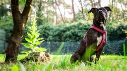 Großer dunkelbrauner Hund mit weißer Brust sitzt auf einer Wiese