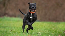 Großer schwarzer Hund mit weißem Abzeichen und orangenem Halsband springt über eine Wiese