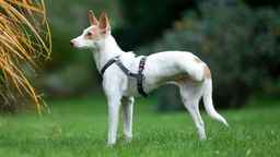 Ein weißer Hund mit hellbraunen Ohren und drei Beinen steht seitlich auf einer Wiese