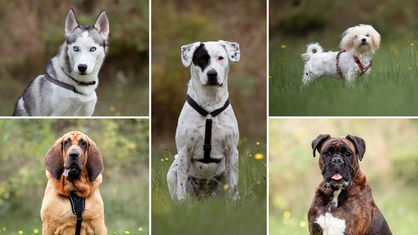 Eine Collage aus fünf Hunden