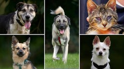Collage aus fünf Tierbildern: oben links ein braun-schwarzer Hund, unten links ebenfalls ein braun-schwarzer Hund, in der Mitte ein beige-schwarzer Hund, oben rechts eine getigerte blinde Katze und unten rechts ein weißer Hund