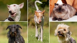 Eine Collage aus vier Hunden und einem Kater 