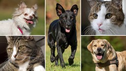 Collage von fünf Tierbildern: oben links ein weißer Hund, unten links eine dinkel getigerte Katze, in der Mitte ein schwarzer Hund, oben rechts eine weiß-getigerte Katze und unten rechts ein beiger Hund