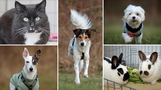Eine Collage aus fünf Tierbildern: oben links eine schwarze Katze, unten links ein weißer Hund mit Abzeichen, in der Mitte ein dreifarbiger Hund, oben rechts ein weißer Hund und unten rechts zwei Kaninchen