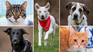 Collage aus fünf Tierbildern: oben links eine getigerte Katze, unten links ein schwarzer Hund, in der Mitte ein weißer Hund, oben rechts ein braun-weißer Hund und unten rechts ein rot getigerter Kater