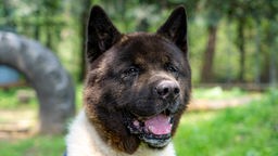 Großer Hund mit schwarz-weißem Fell in Nahaufnahme 