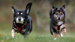 Eine Collage aus einem Mini-Hund mit schwarz-braunem Fell und einem mittelgroßen Hund mit dreifarbigem Fell 
