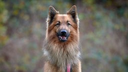 Großer Hund mit langem hellbraunem Fell in Nahaufnahme 