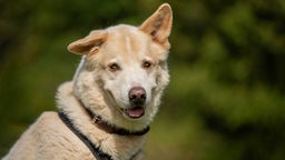 Hund mit blondem Fell und braunem Halsband in Nahaufnahme 