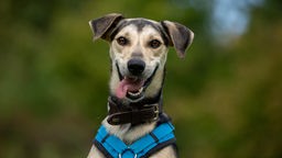 Großer Hund mit schwarz-beigefarbenem Fell mit rausgestreckter Zunge in Nahaufnahme 