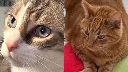 Collage von zwei Katzenbildern: links eine weiß-grau getigerte Katze und rechts eine rote Katze