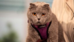 Graue Katze mit braunen Augen und einem lila Geschirr 