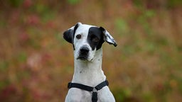 Hund mit weißem Fell und schwarzen Abzeichen in Nahaufnahme 