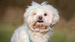 Kleiner Hund mit weißem langem Fell und einem getrübten Auge in Nahaufnahme 