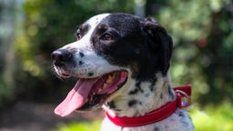 Hund mit weiß-schwarzem Fell und rotem Geschirr in Nahaufnahme 