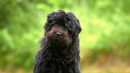 Mittelgroßer Hund mit schwarzem langem Fell in Nahaufnahme 