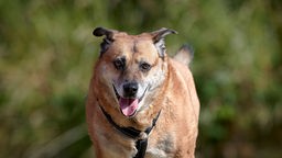 Großer Hund mit braunem Fell in Nahaufnahme 