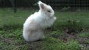 Ein weißes Kaninchen steht auf einer Wiese